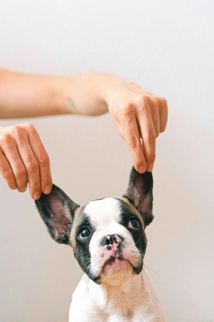 oreilles de chien
