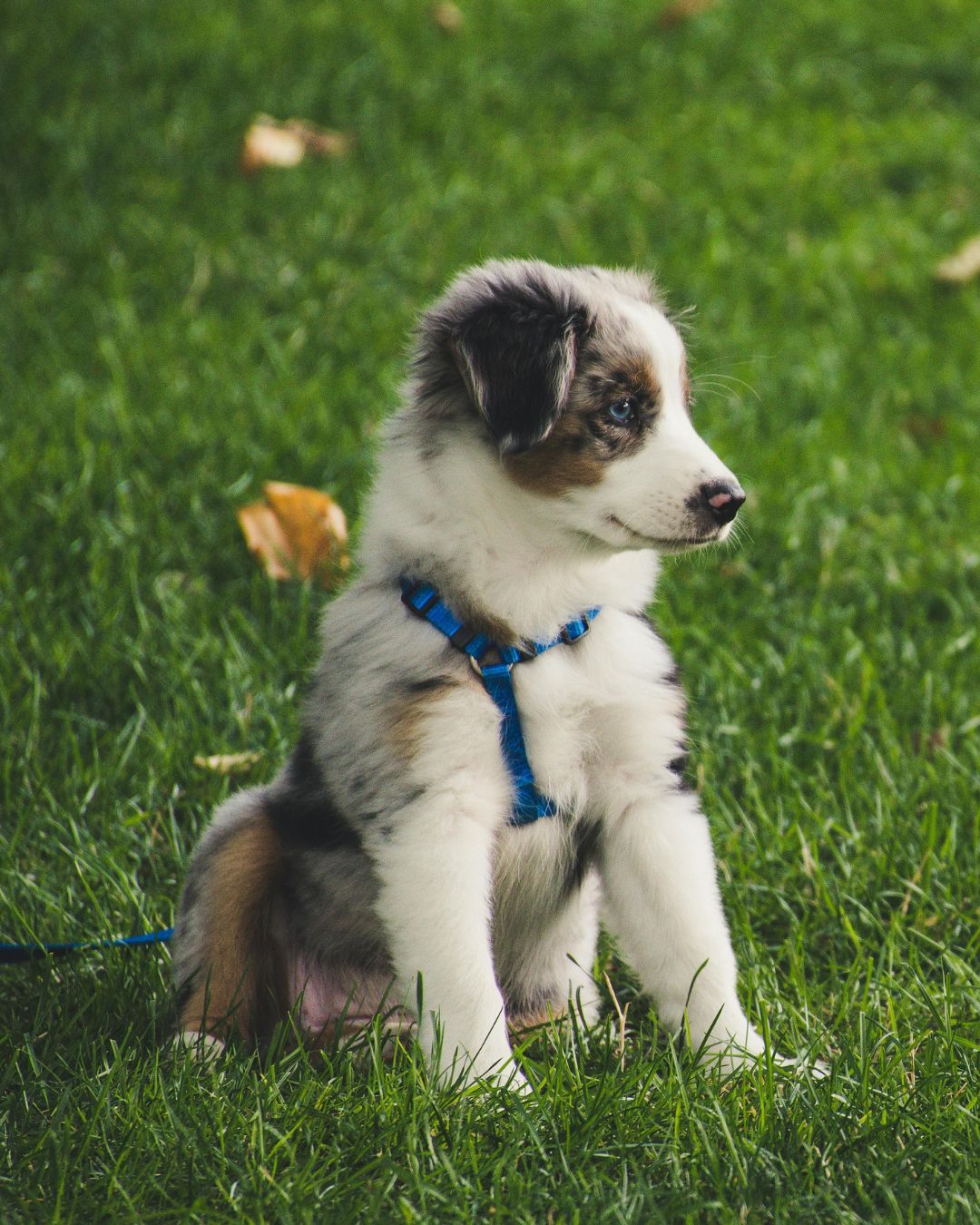 Nouveau chiot harnais