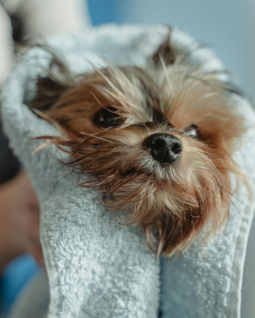 chiot qui prend un bain